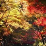 小国神社紅葉