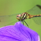 生き物写真館　- 熨斗目蜻蛉と桔梗 -