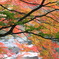 亀山湖の紅葉-1