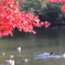 泉自然公園の秋