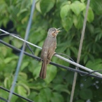 近所ヒヨドリ　鳴いてます