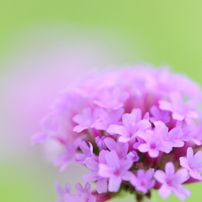 お気に入り（花、植物）