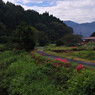 里山の彼岸