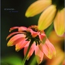 HANA・HANA 104 (Echinacea #4)