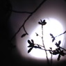 月明かりに桜