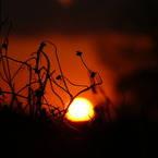 枯草と夕陽