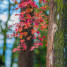 若宮八幡宮の紅葉-6