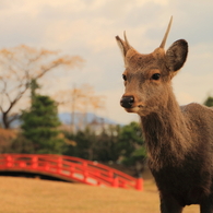 あおによしー夕刻