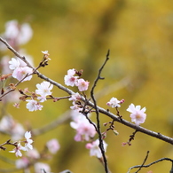 10月桜とイチョウ