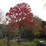 日本庭園ショウブ池