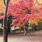 嵐山の紅葉です。