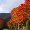 冨士霊園の紅葉