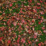 秋の床