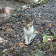 哲学の道の猫　その2