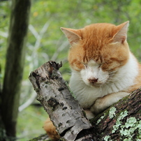 ねこ