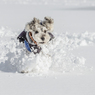 雪上激走激写⑥