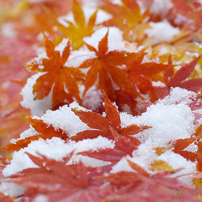 雪と紅葉