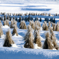 -10℃の朝 - 稲藁