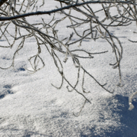 -10℃の朝 - 霜アート2