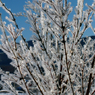 -10℃の朝 - 樹霜花