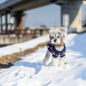 雪のお散歩