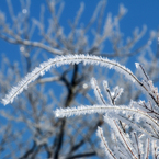 -10℃の朝 - 樹霜花4