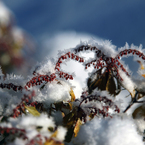 -10℃の朝 - 樹霜花6