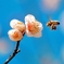 春色ミツバチ