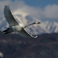諏訪湖周辺の鳥　撮り（大型編）