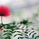 Calliandra