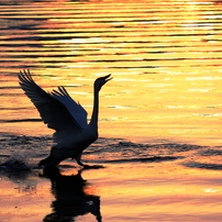 諏訪湖の白鳥(2014－2015)