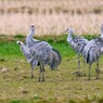 万羽ツルの越冬地へ　6完