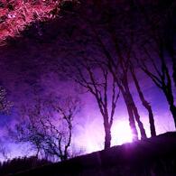 紫の世界
