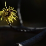 おどる花