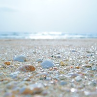 浜辺の宝石たち