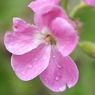 庭の花　ピンク