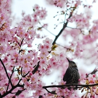 Spring for tokyoites 2015