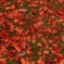 紅葉のじゅうたん