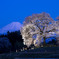 ワニ塚の桜と富士