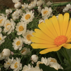 庭の花　黄白