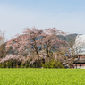 宝珠寺のしだれ桜-1