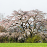 宝珠寺のしだれ桜-6