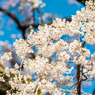 宝珠寺のしだれ桜-7