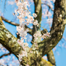 宝珠寺のしだれ桜-9