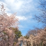 六義園のしだれ桜