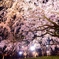 六義園　しだれ桜①