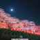 夜桜