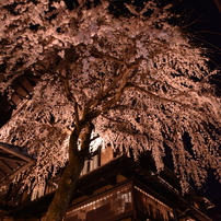 京都の夜　2015春