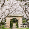 円応寺の桜-2