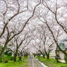 円応寺の桜-3